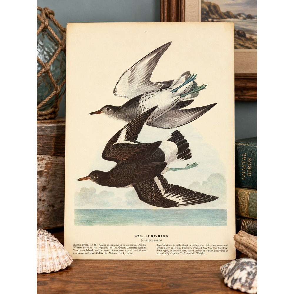 1941 Vintage Surf Bird Print American Art Illustration Audubon Coastal Cottage